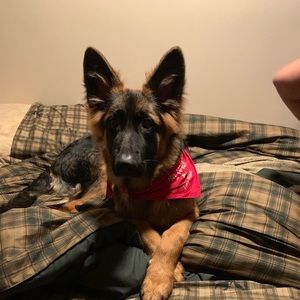 Meet your Posher, Bruce